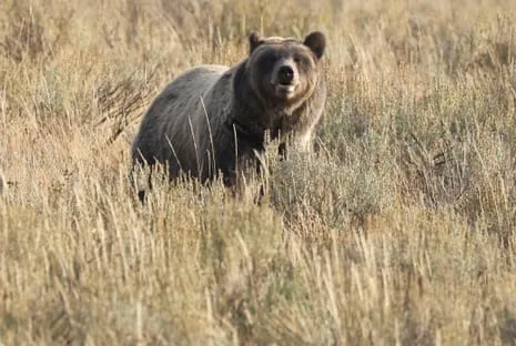 Trail Walker Injured by Bear in Yellowstone Transported to Trauma Center