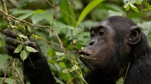Wild Chimps Drinking the Equivalent of an Alcoholic Beverage Per Day from Ripe Fruits, Investigation Shows